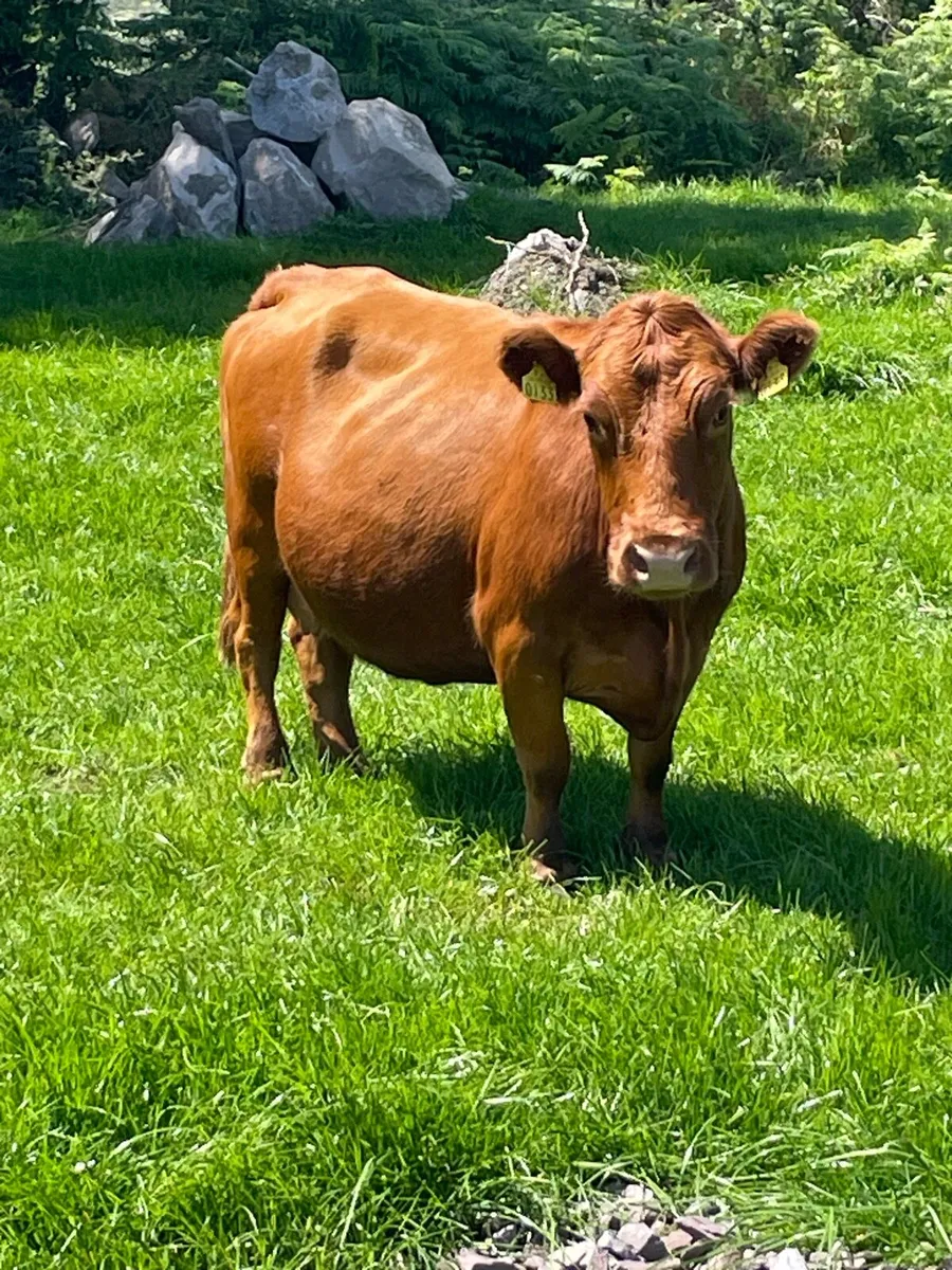 Pedigree Dexter cow - Image 4