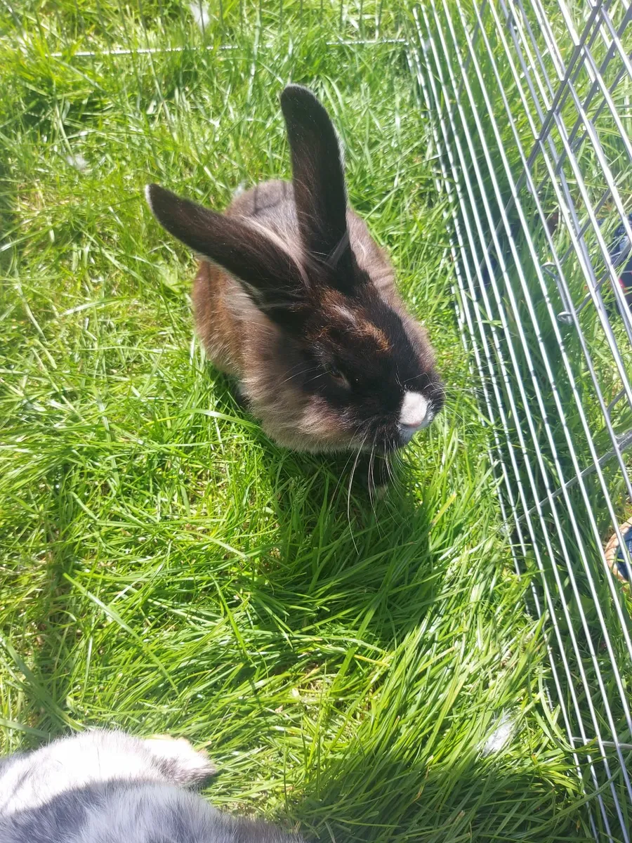 Rabbits - Image 1