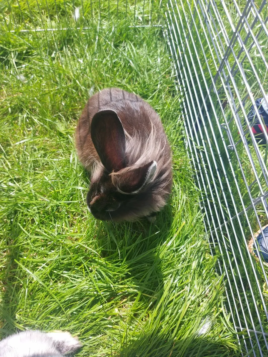 Rabbits - Image 3