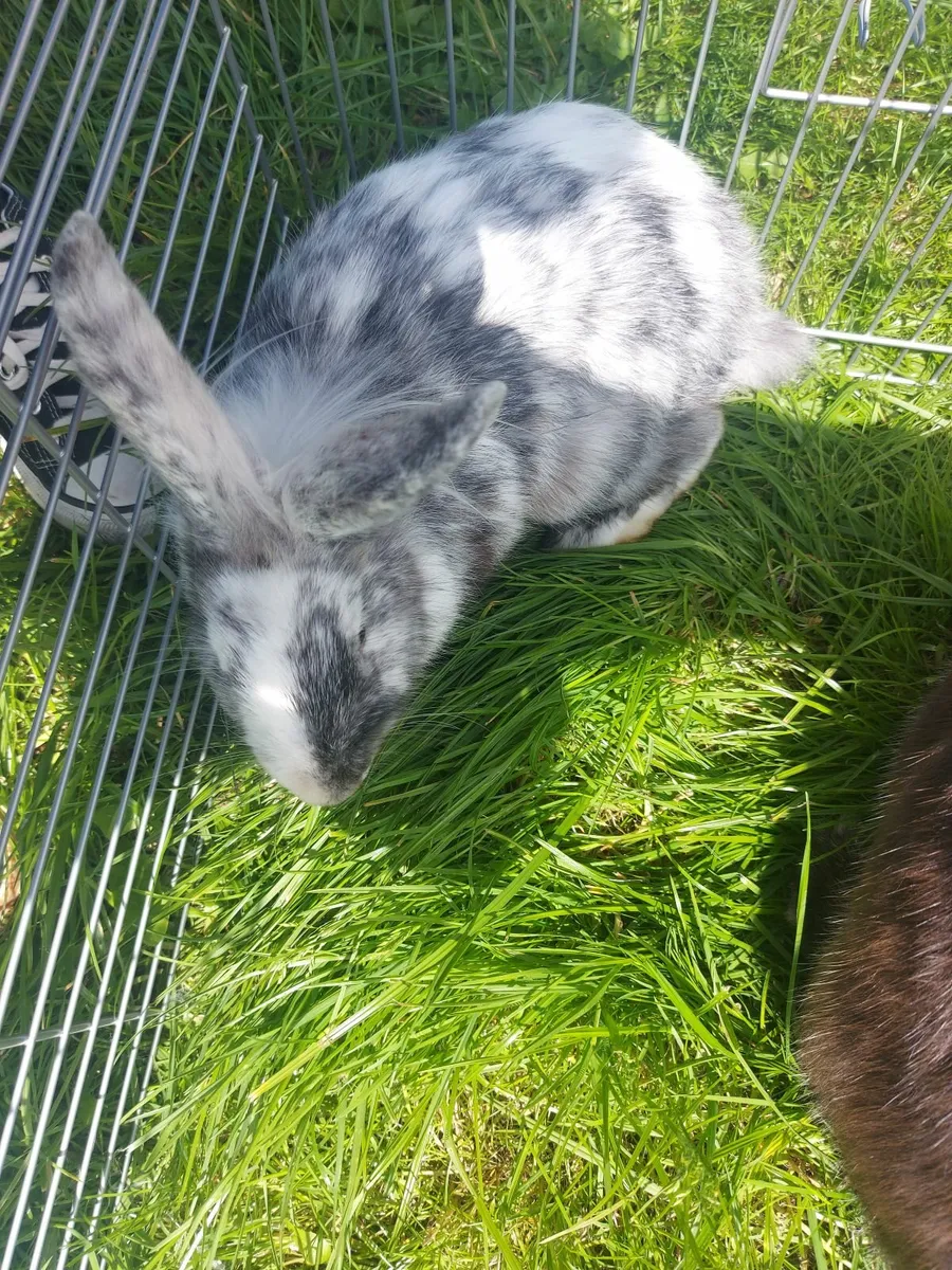 Rabbits - Image 4