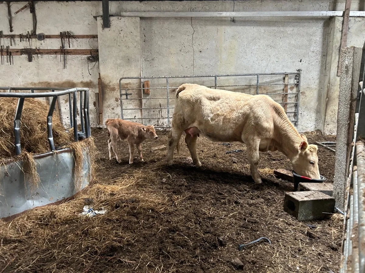 Cow and calf at foot - Image 2