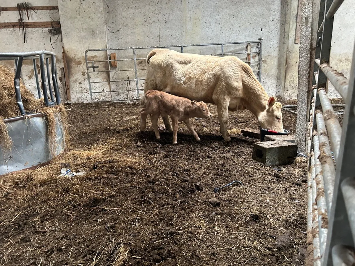 Cow and calf at foot - Image 3