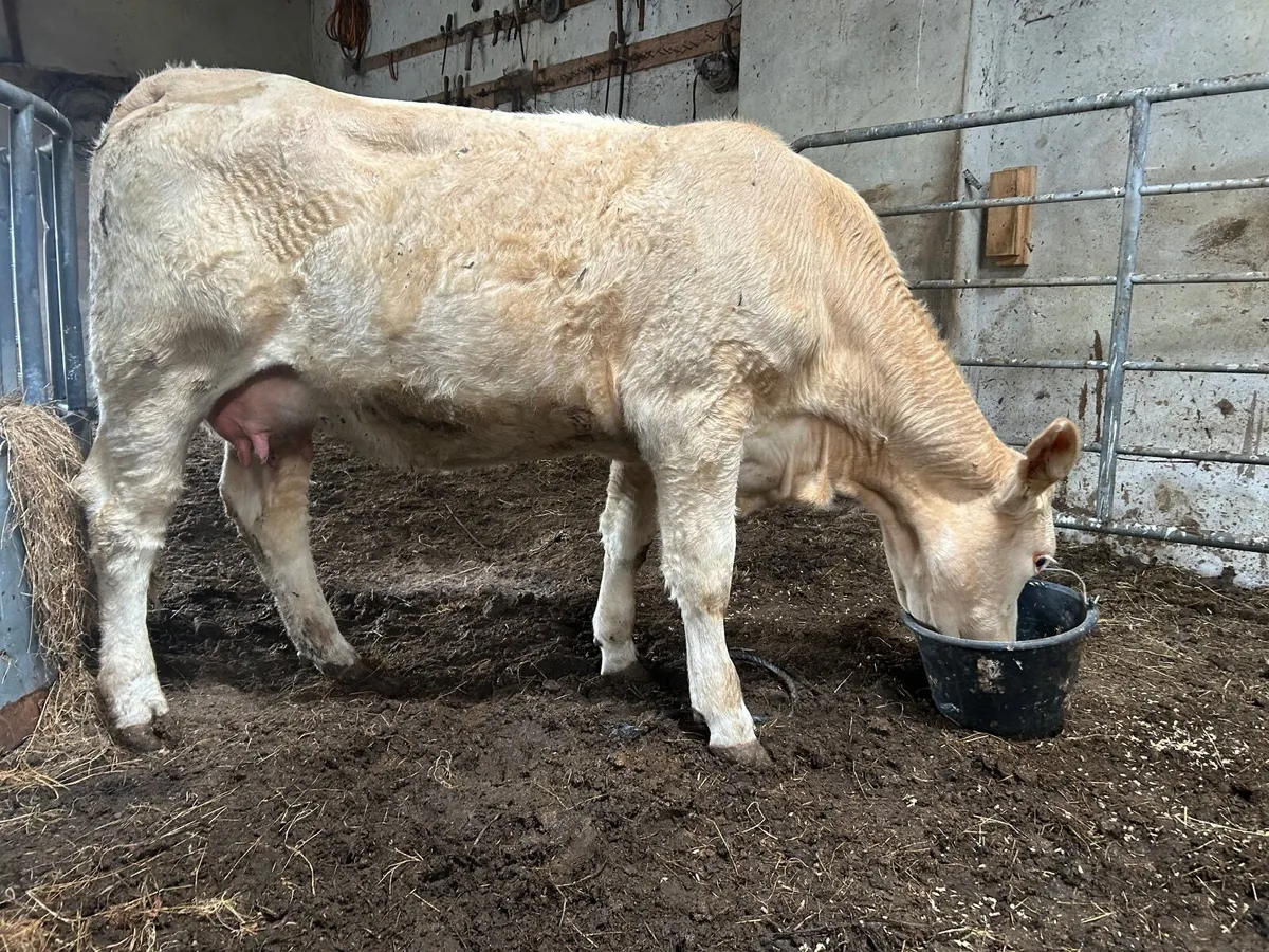 Cow and calf at foot - Image 4