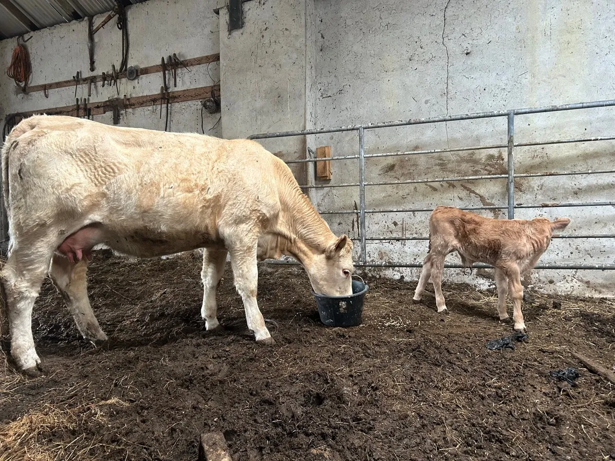Cow and calf at foot - Image 1