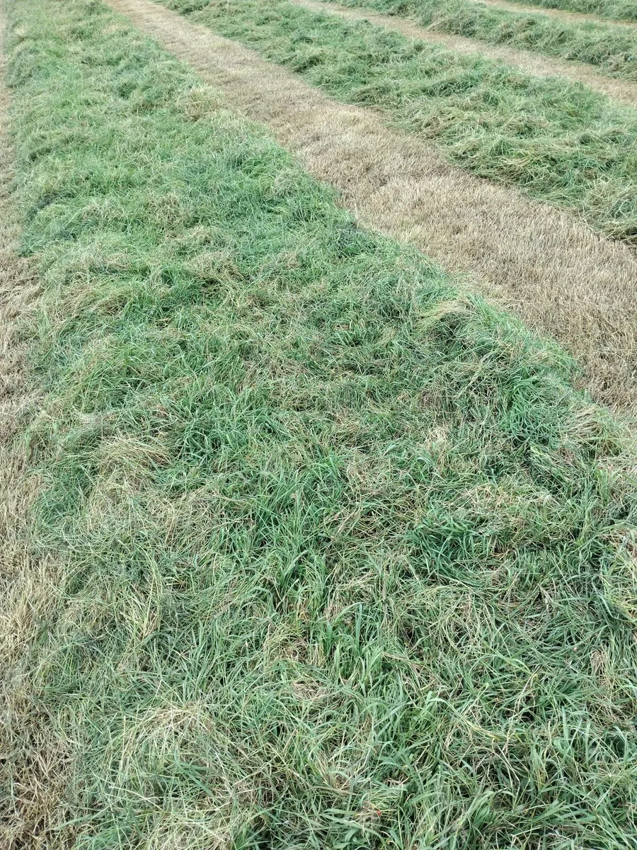 Silage/haylage - Image 3