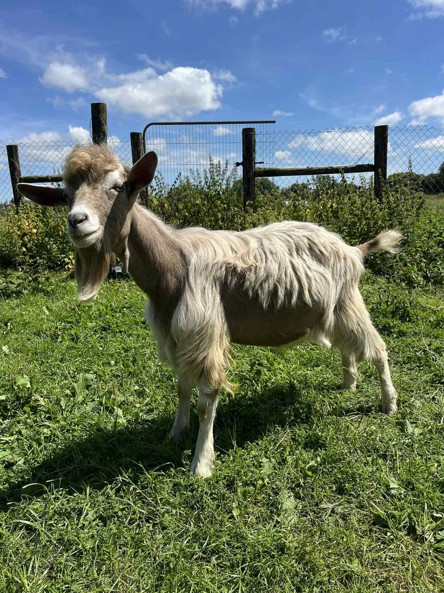 PBNR Toggenburg Male - Image 1