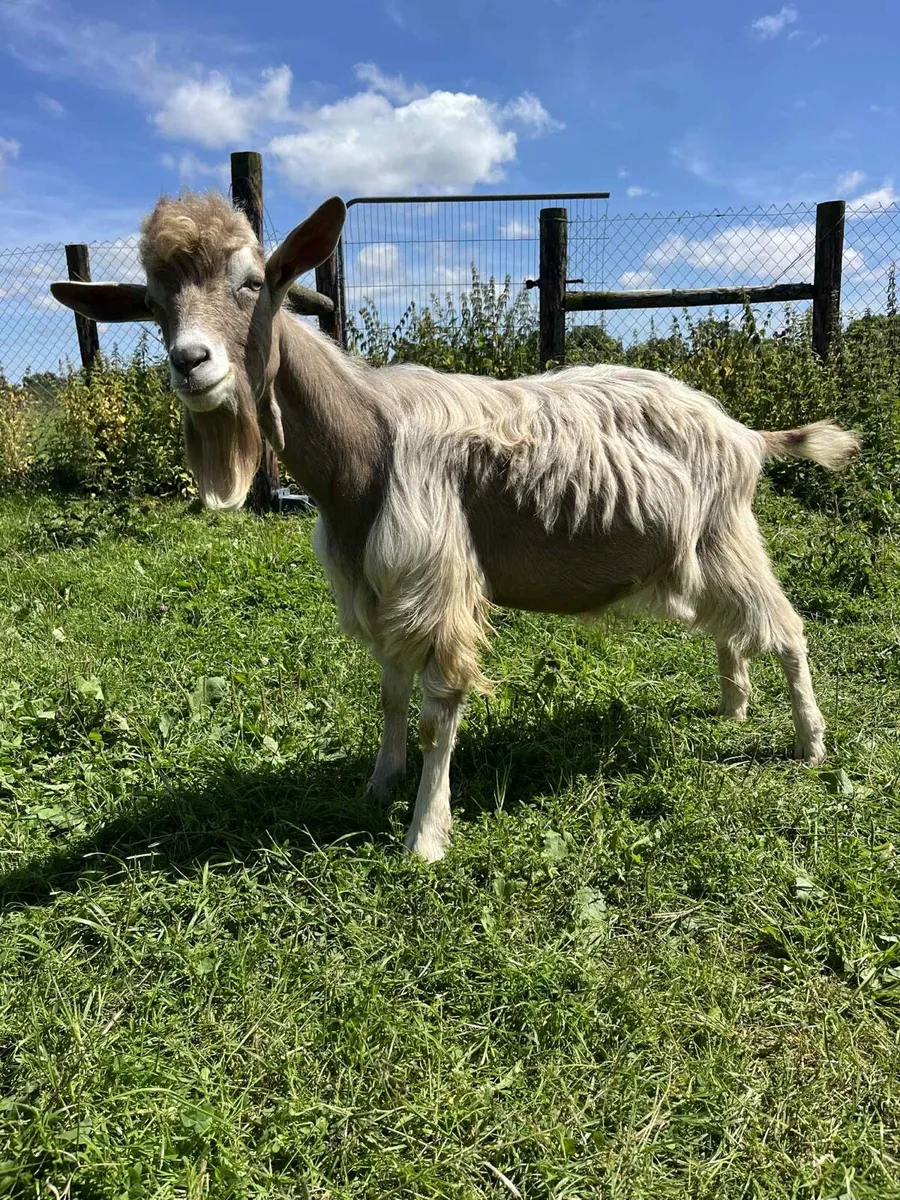PBNR Toggenburg Male - Image 2