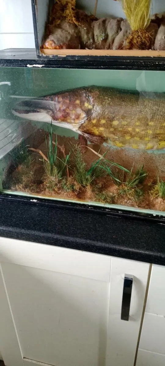 Stuff pike in glass cabinet and perch in other - Image 2