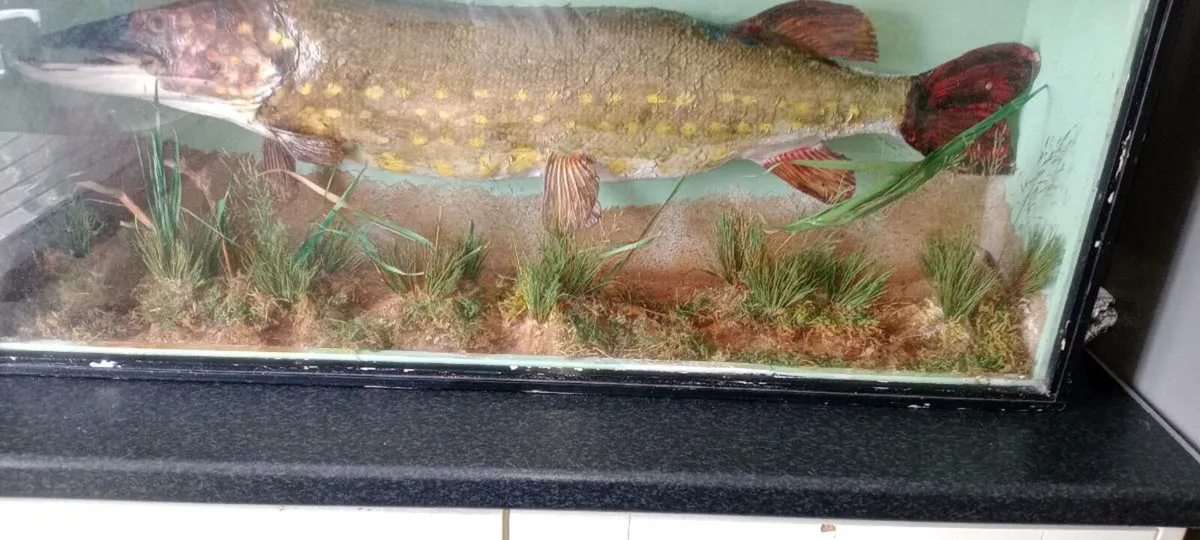 Stuff pike in glass cabinet and perch in other - Image 3