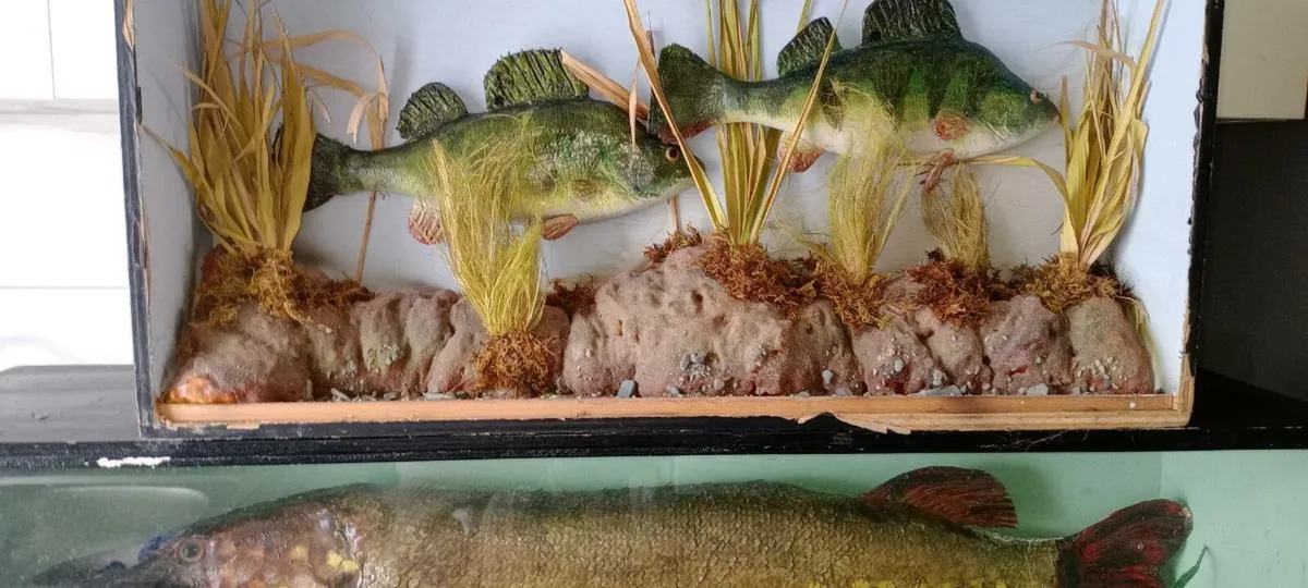 Stuff pike in glass cabinet and perch in other - Image 4