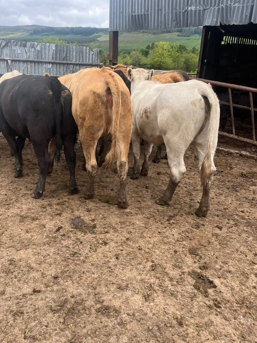 Store heifers - Image 2