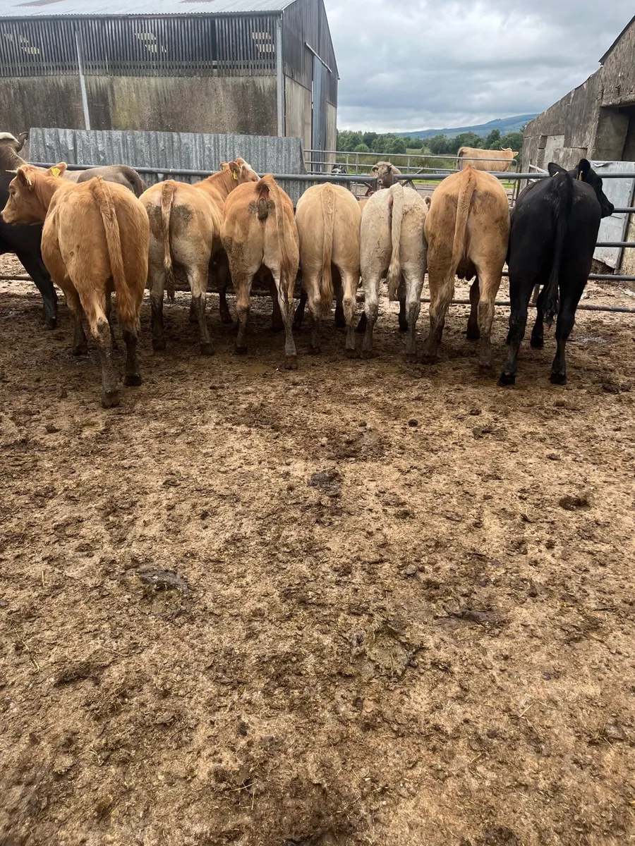 Store heifers - Image 1