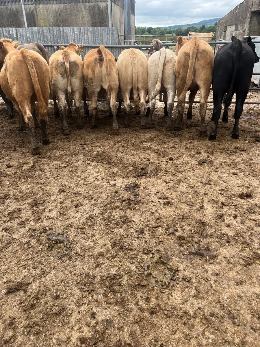Store heifers - Image 3