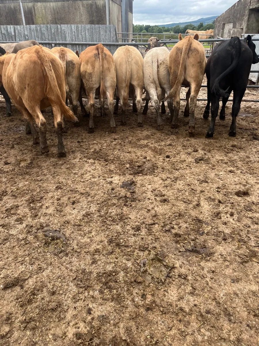 Store heifers - Image 4