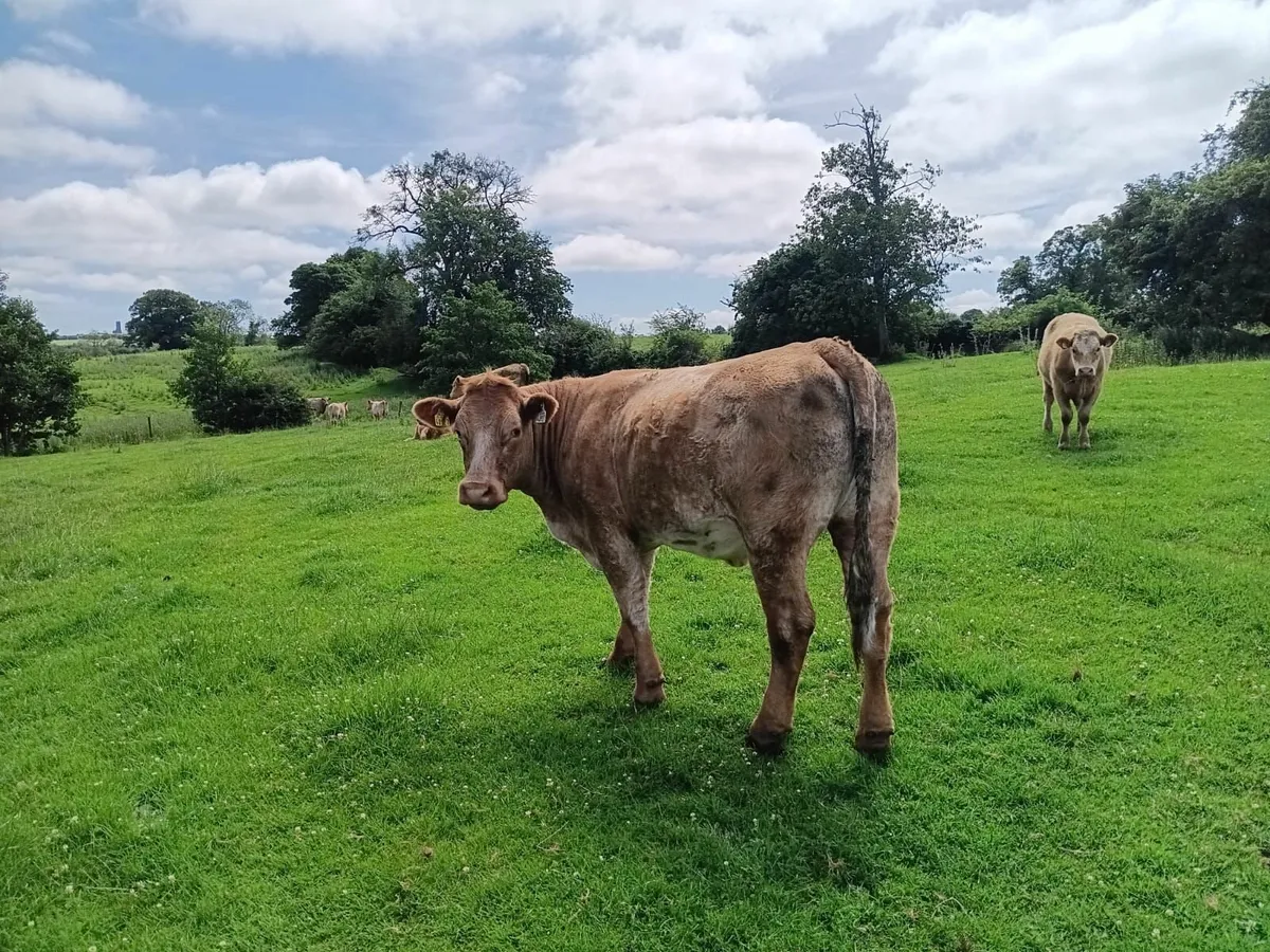 ORGANIC COWS HEIFERS BULLOCKS - Image 1