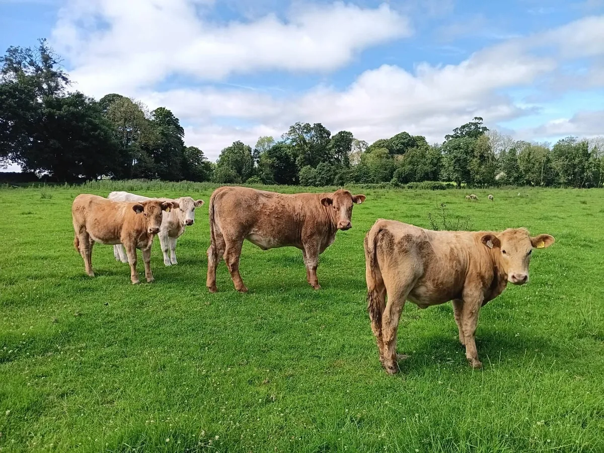 ORGANIC COWS HEIFERS BULLOCKS - Image 2