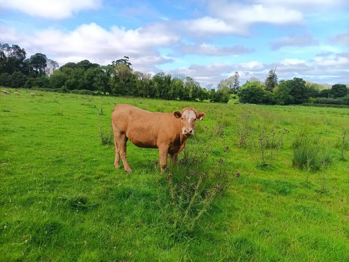 ORGANIC COWS HEIFERS BULLOCKS - Image 3