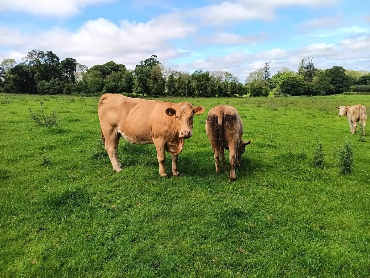 ORGANIC COWS HEIFERS BULLOCKS - Image 4
