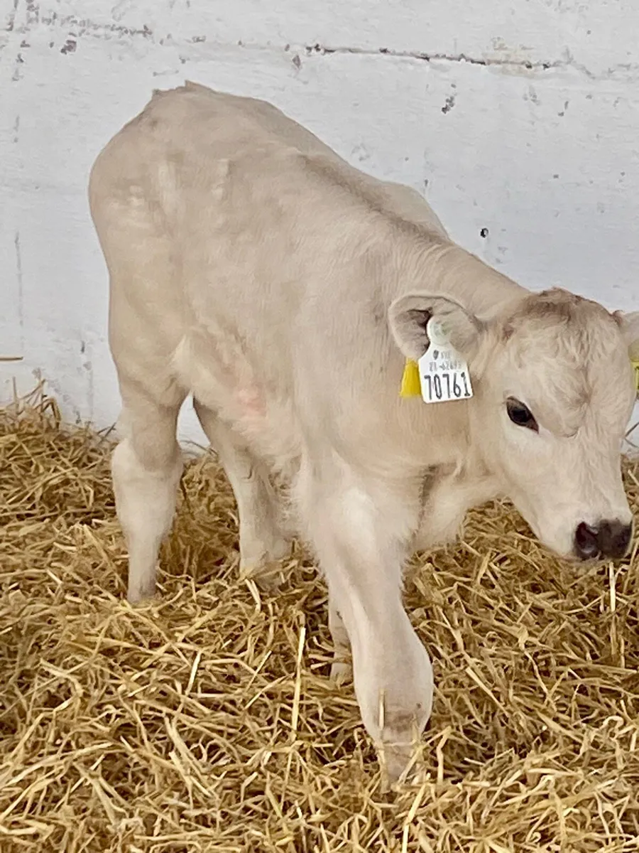 A TOP QUALITY CH BULL CALF - Image 2