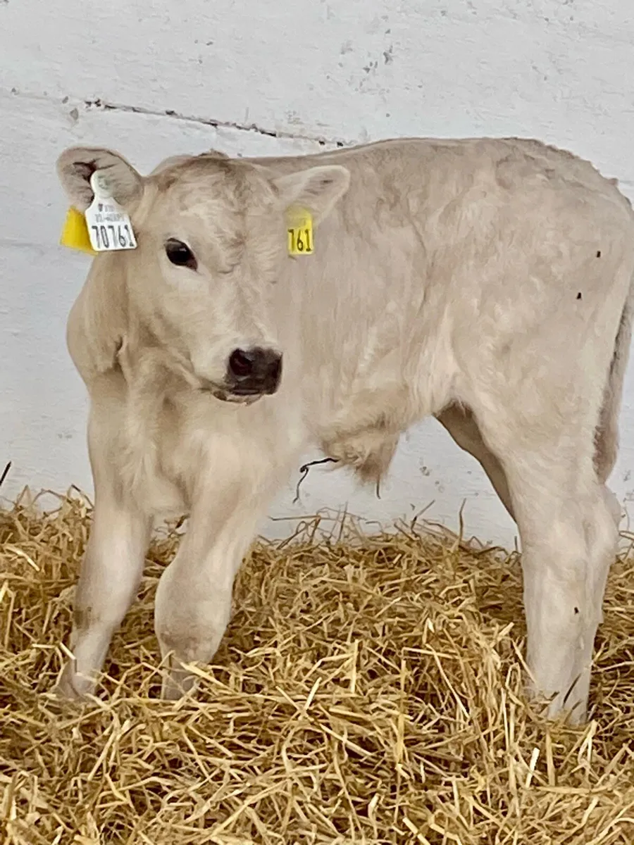 A TOP QUALITY CH BULL CALF - Image 1