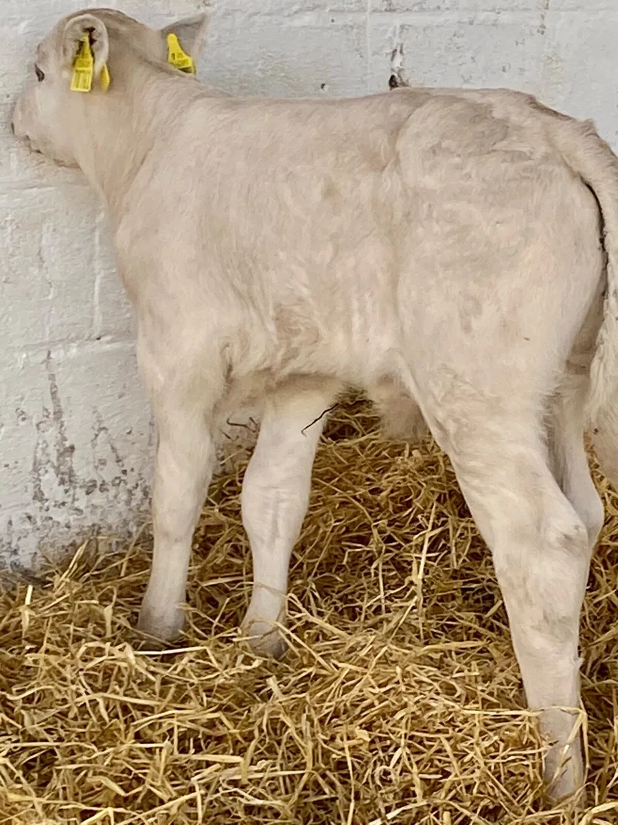 A TOP QUALITY CH BULL CALF - Image 3