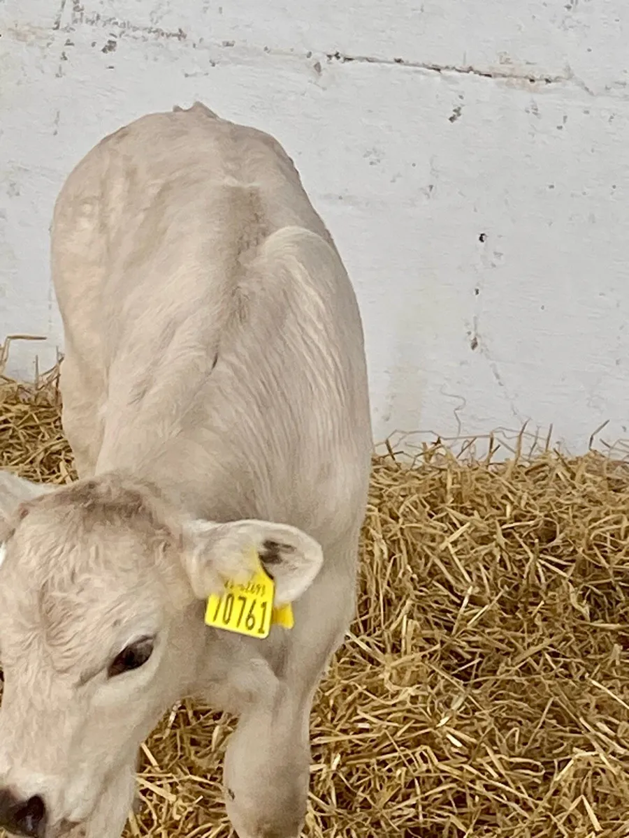 A TOP QUALITY CH BULL CALF - Image 4