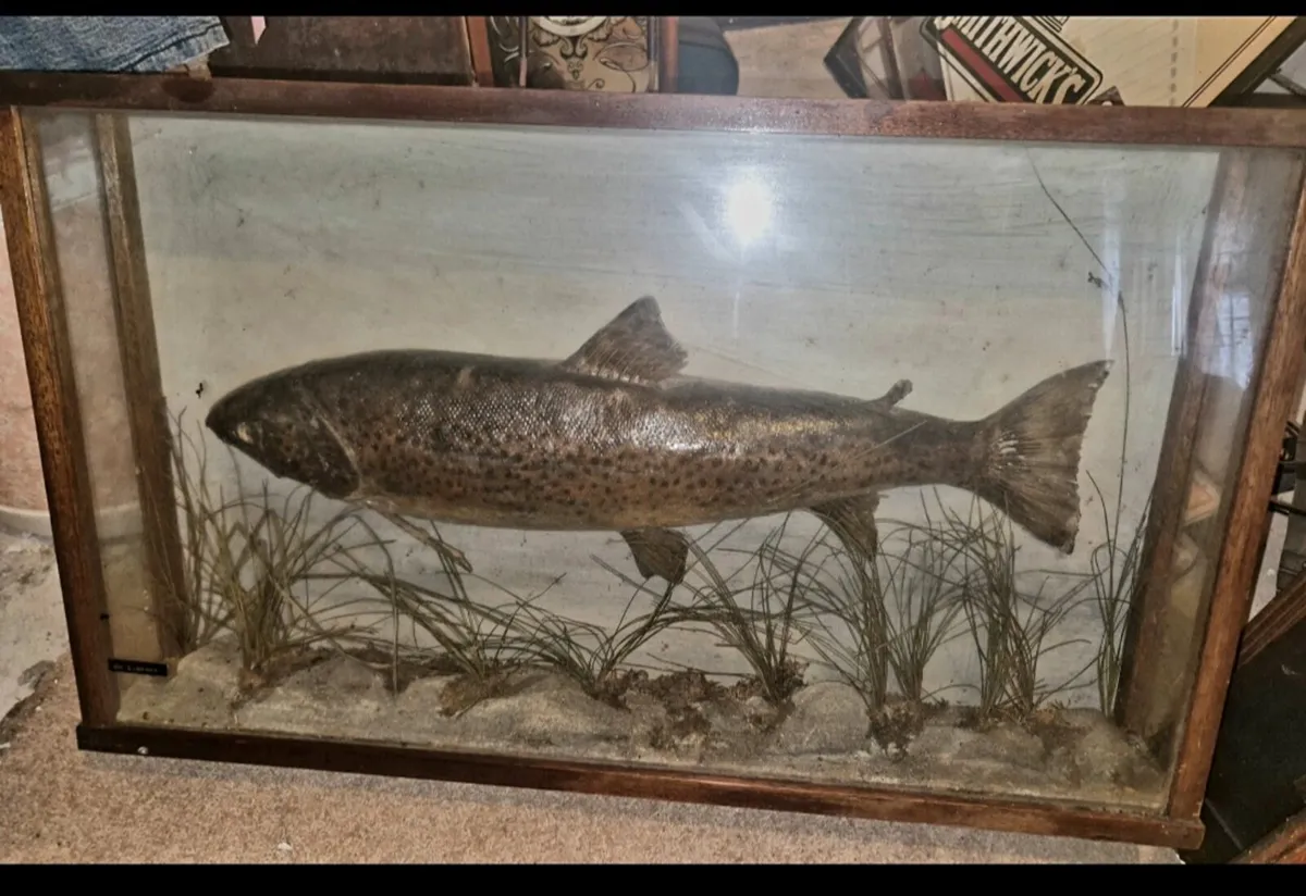 Salmon