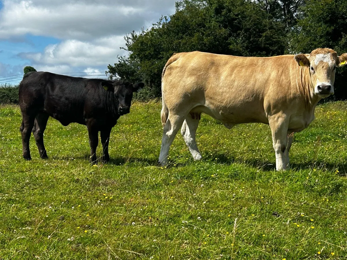 Super U Grade Parthenaise Cow & Heifer Calf - Image 2