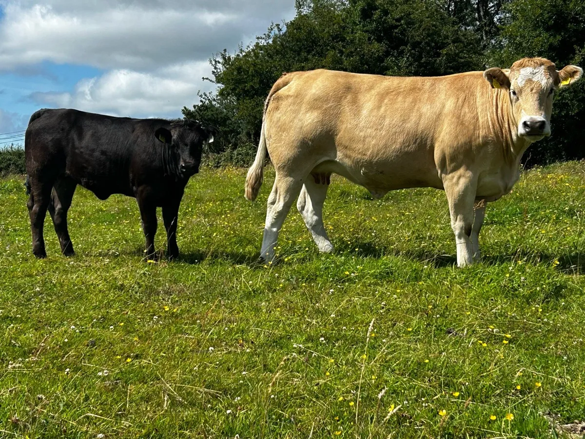 Super U Grade Parthenaise Cow & Heifer Calf - Image 3