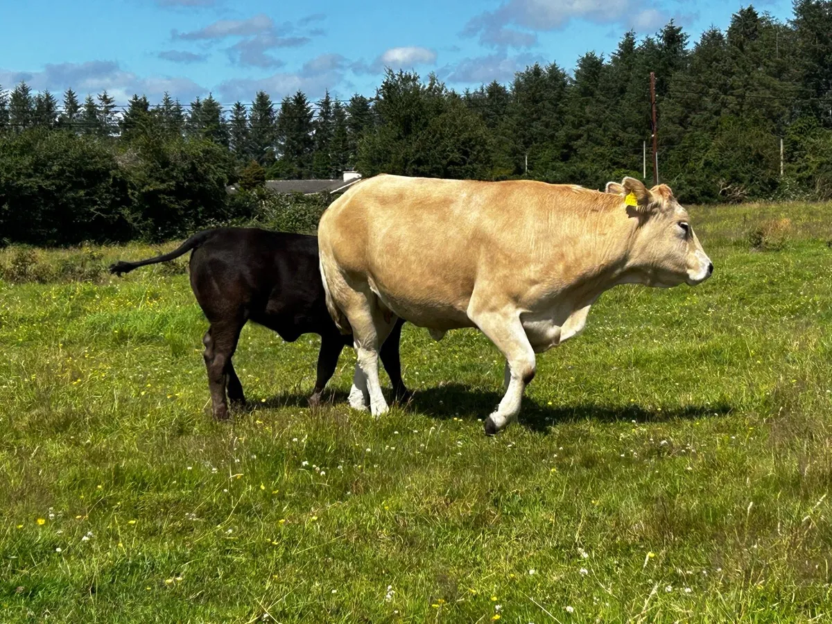 Super U Grade Parthenaise Cow & Heifer Calf - Image 4