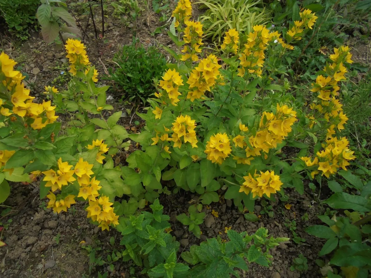 Perennials