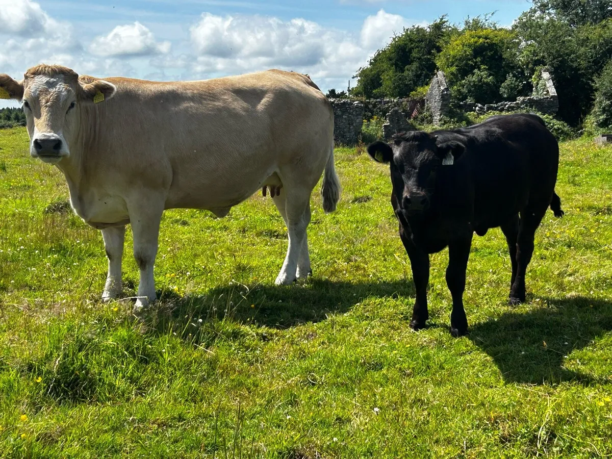 Super U Grade Parthenaise Cow & Heifer Calf - Image 1