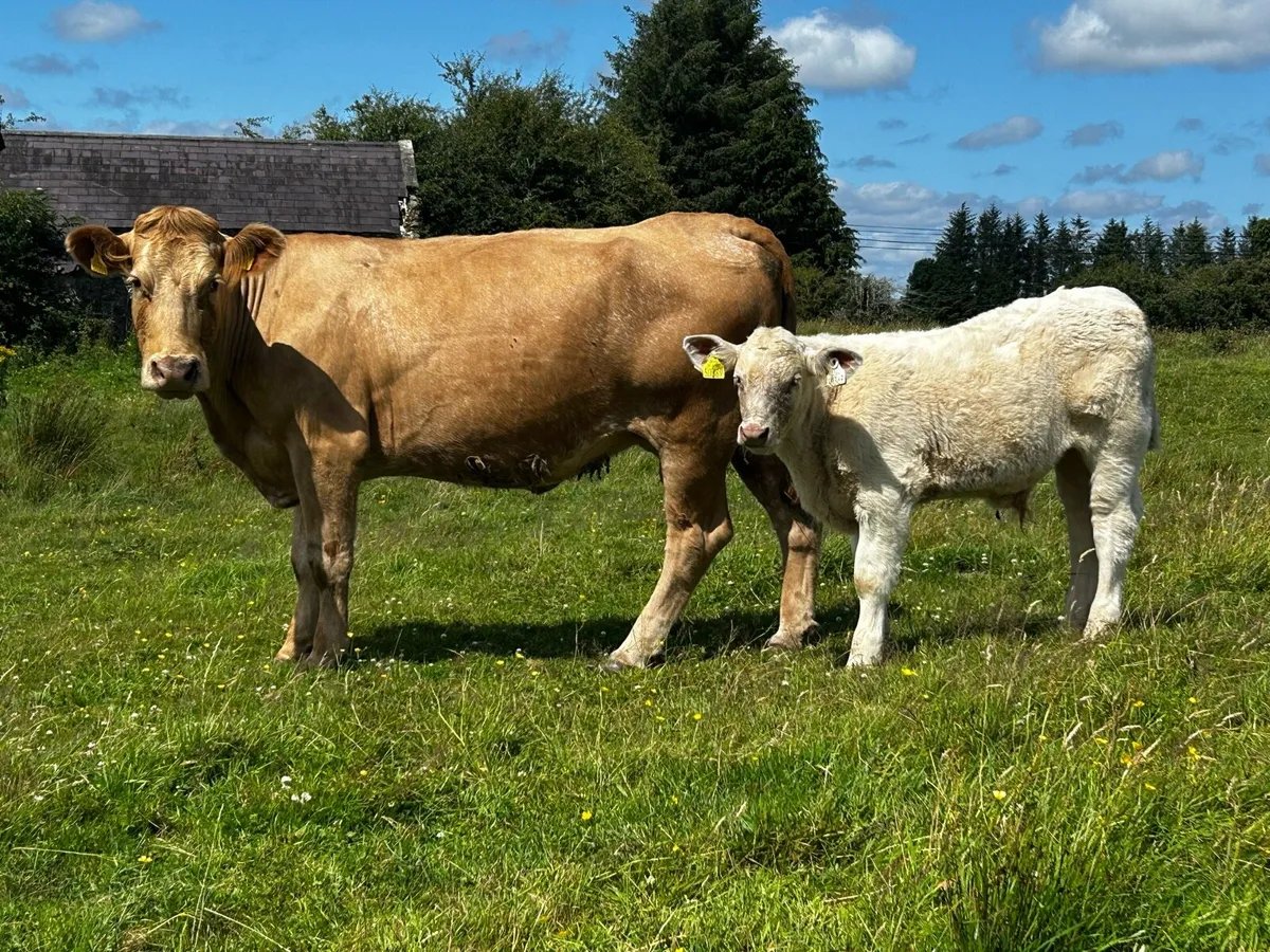 Charolais Cow & Charolais Bull Calf - Image 1