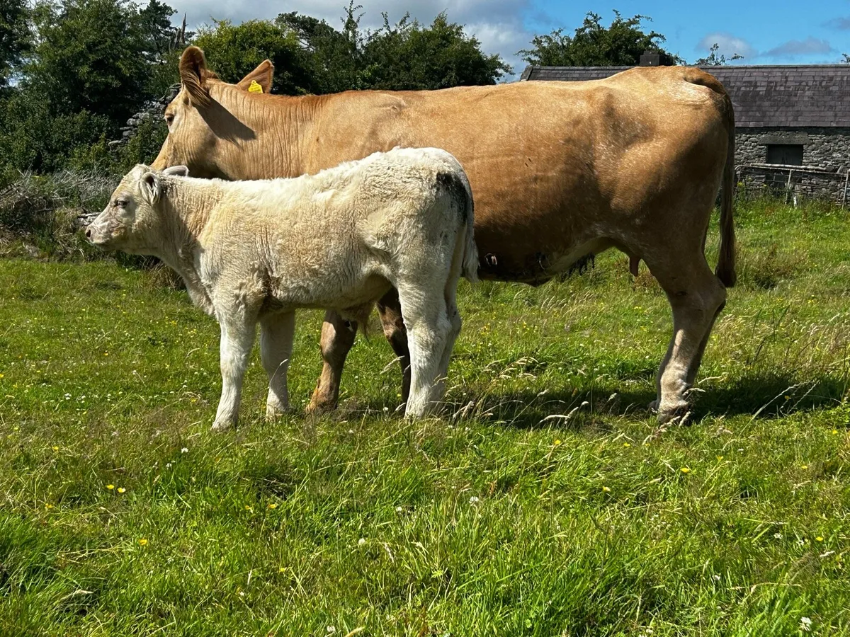 Charolais Cow & Charolais Bull Calf - Image 2