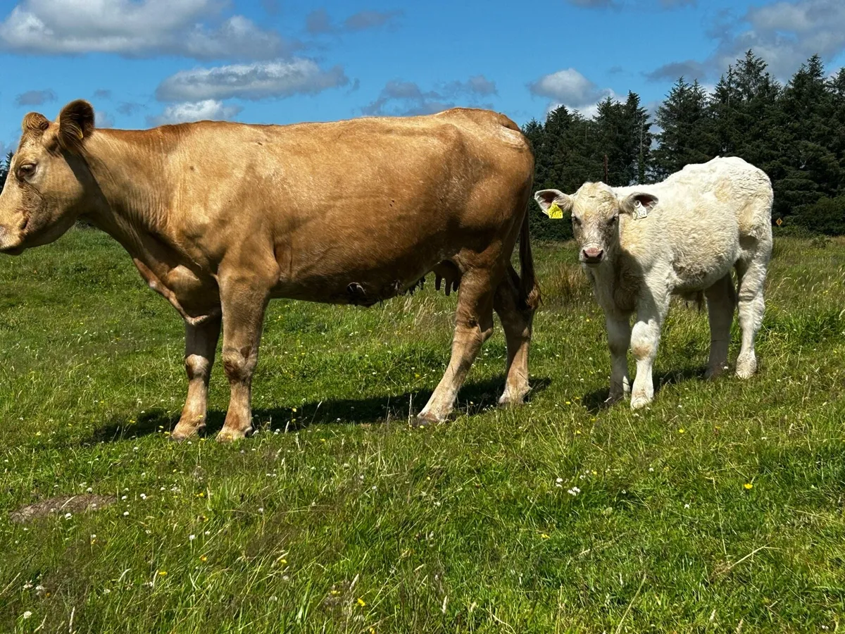 Charolais Cow & Charolais Bull Calf - Image 3