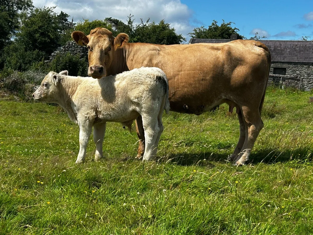 Charolais Cow & Charolais Bull Calf - Image 4