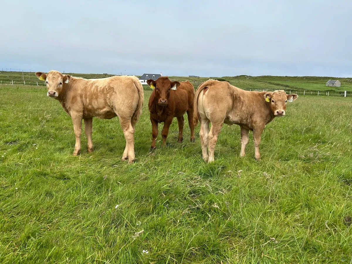 5 Organic Heifer Calves - Image 1
