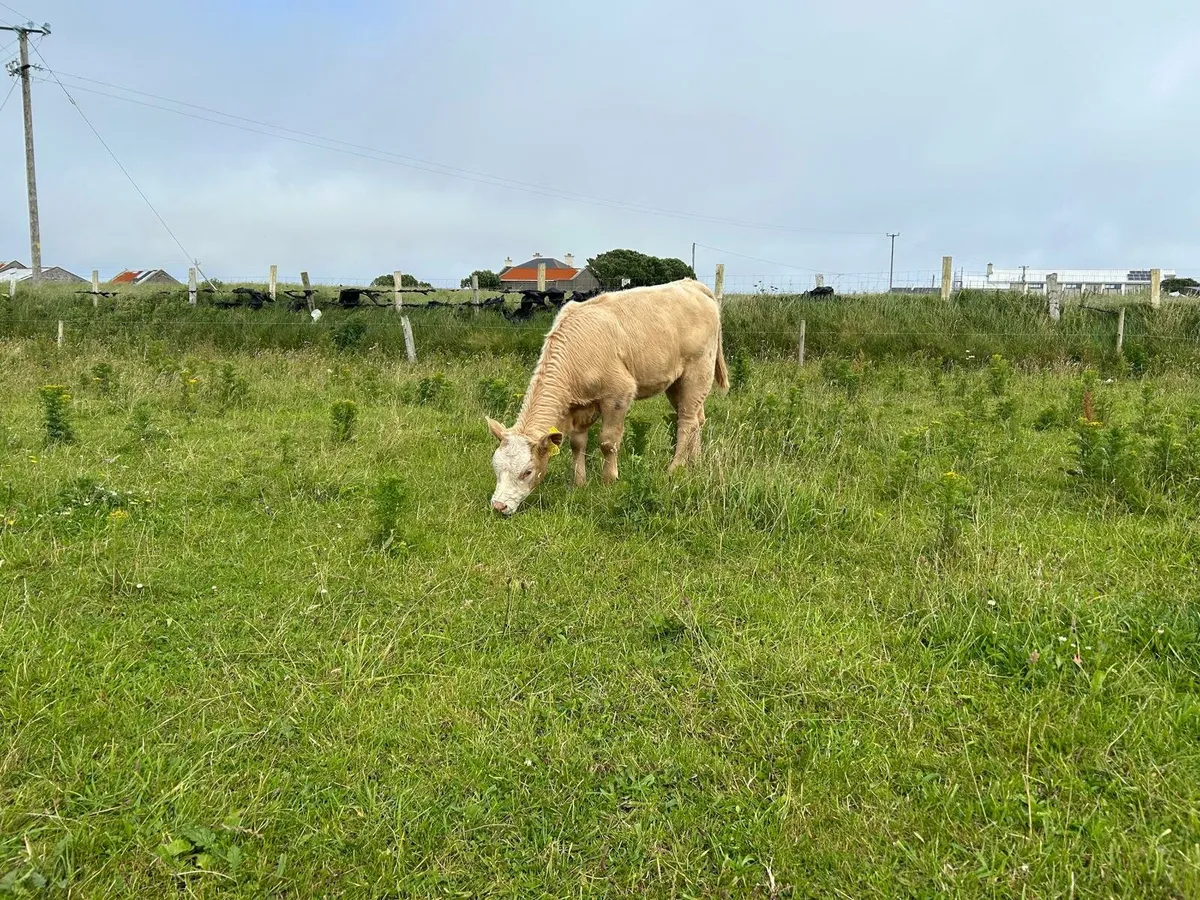 5 Organic Heifer Calves - Image 2
