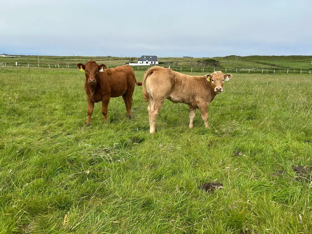 5 Organic Heifer Calves - Image 3