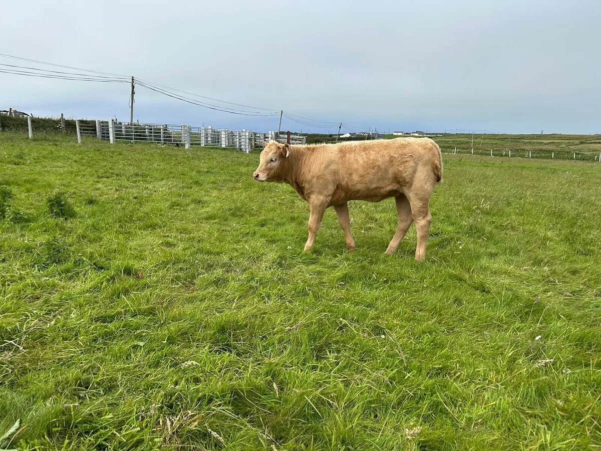 5 Organic Heifer Calves - Image 4