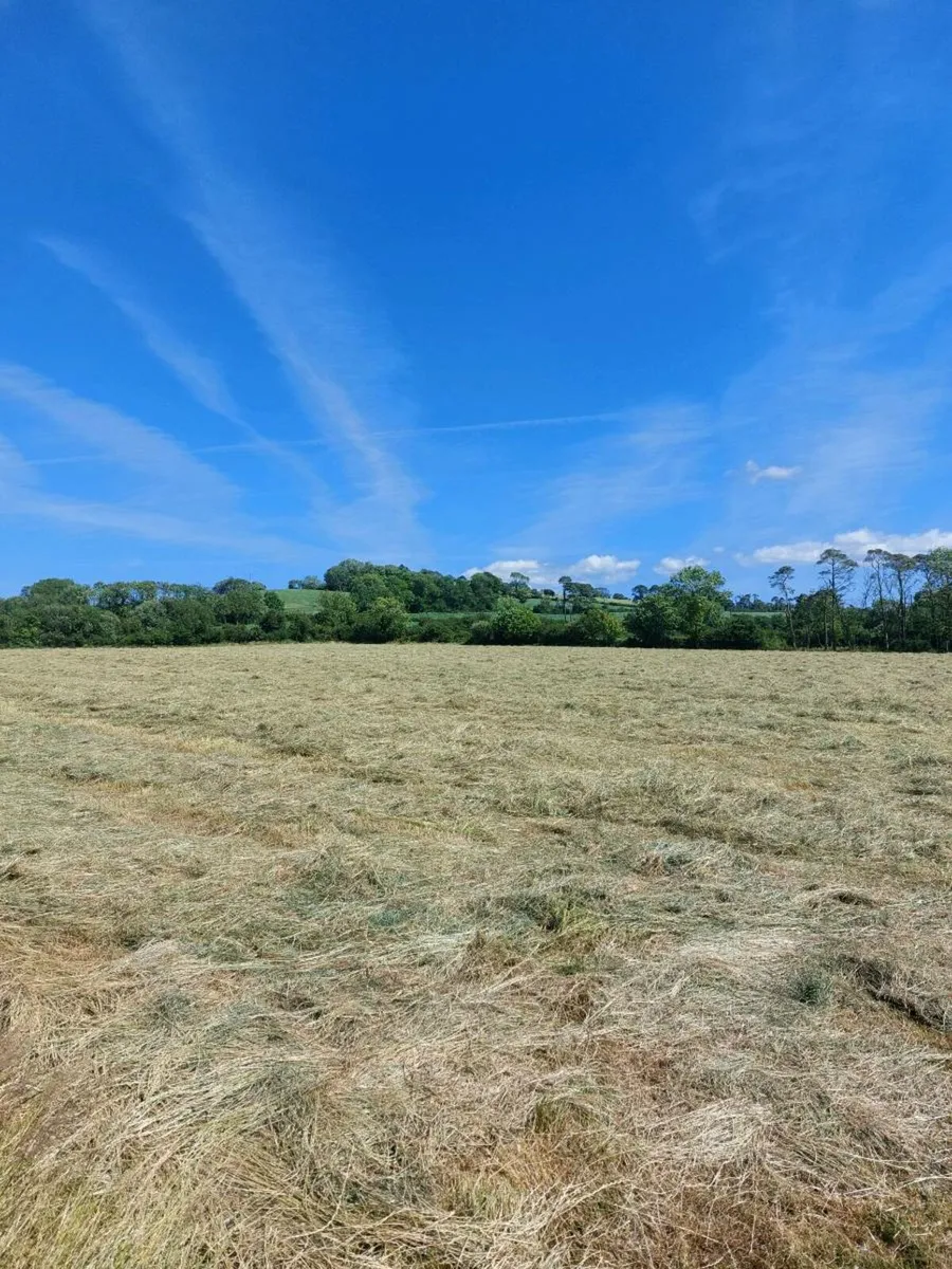 Hay for sale - Image 1