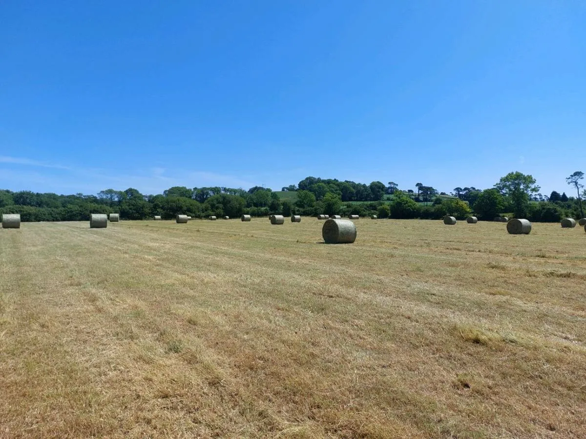 Hay for sale - Image 2