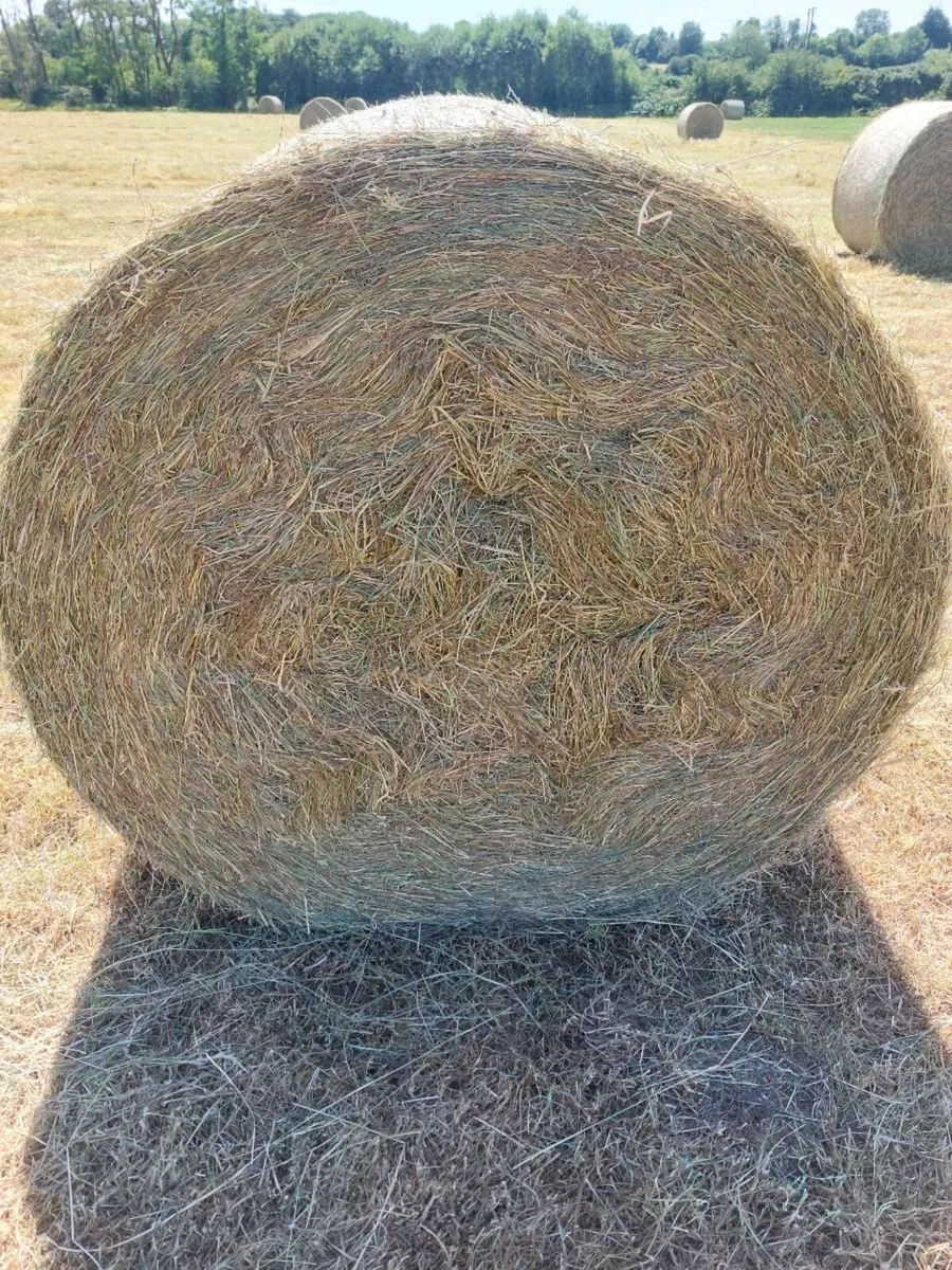 Hay for sale - Image 3