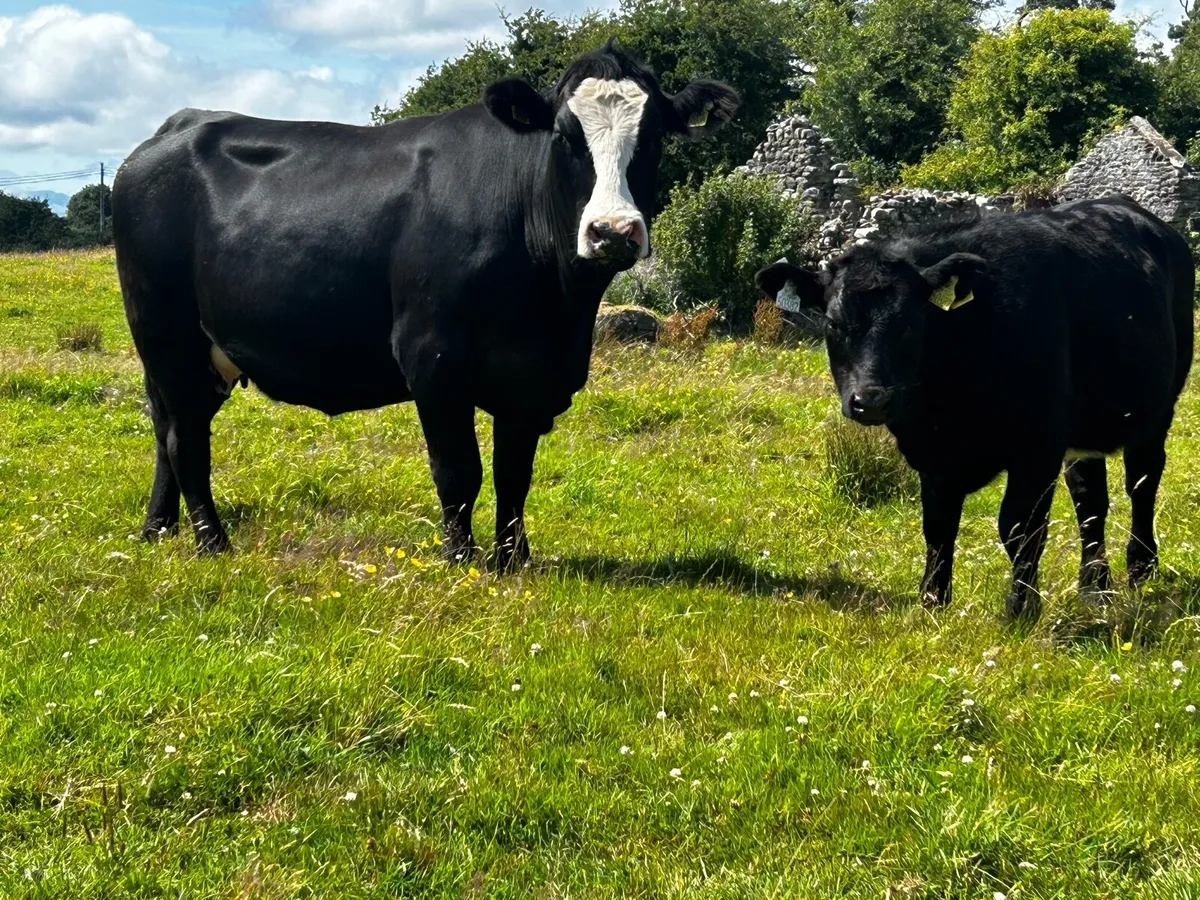4 Star Angus Cow & 4 Star Angus Heifer Calf - Image 1