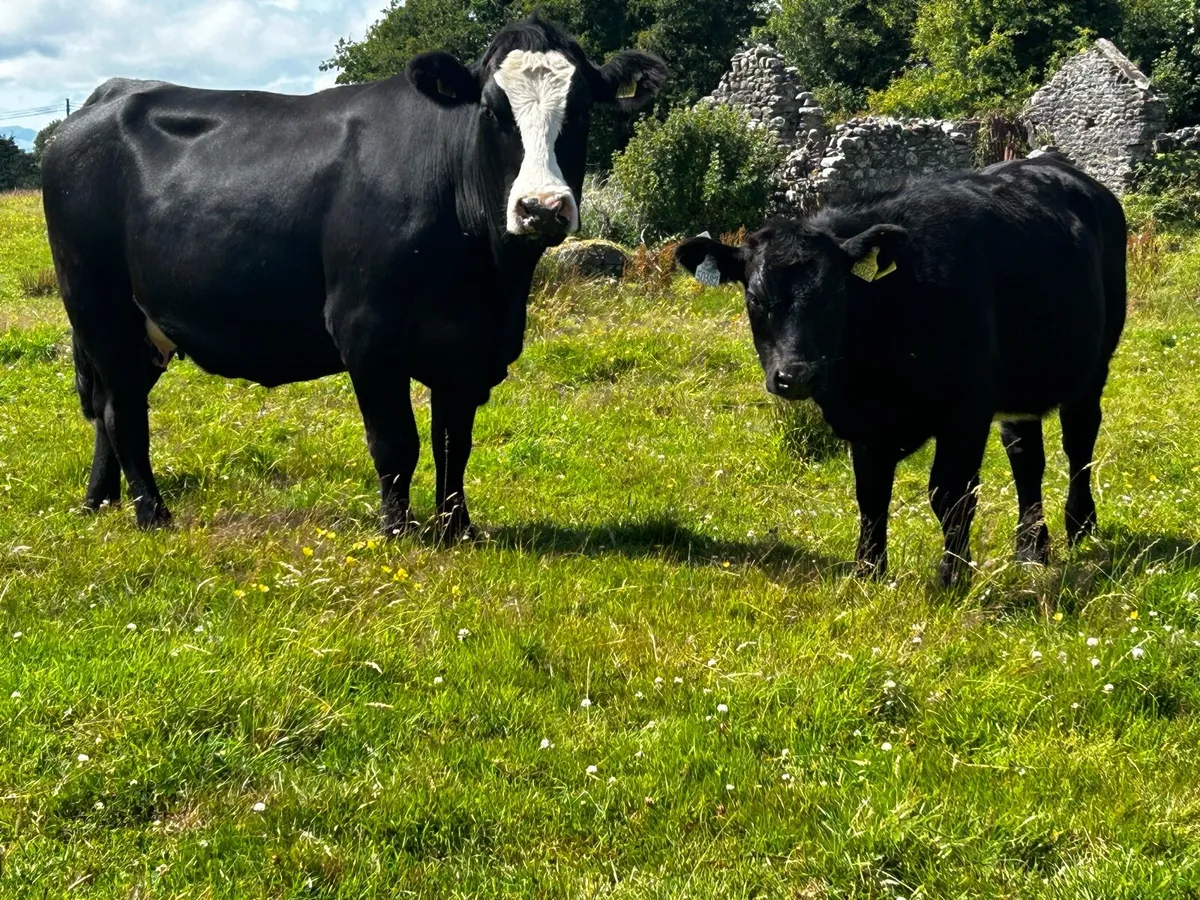 4 Star Angus Cow & 4 Star Angus Heifer Calf - Image 2