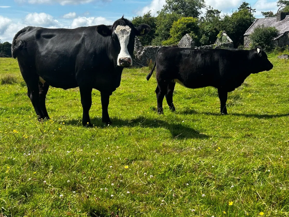 4 Star Angus Cow & 4 Star Angus Heifer Calf - Image 3