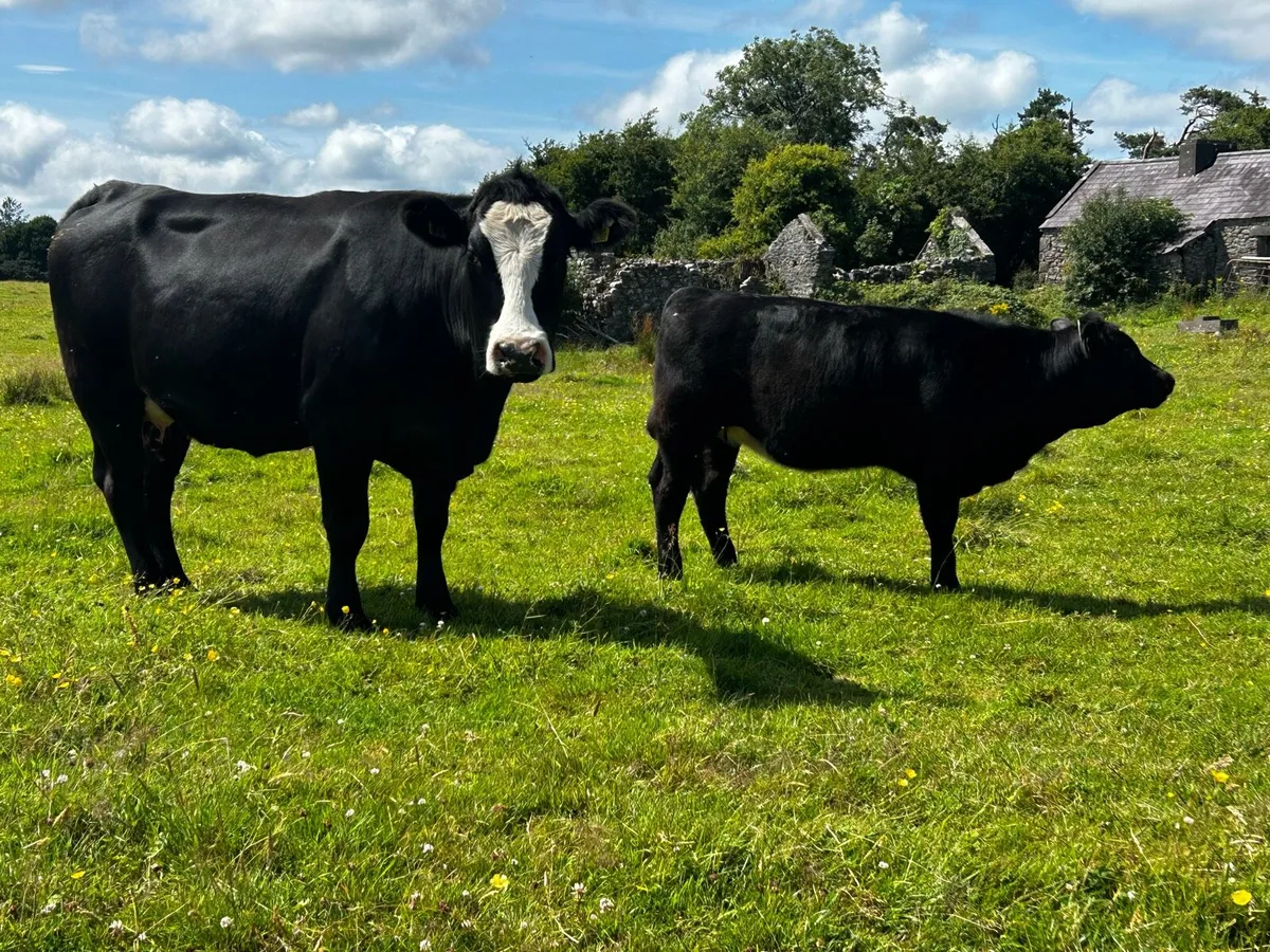 4 Star Angus Cow & 4 Star Angus Heifer Calf - Image 4