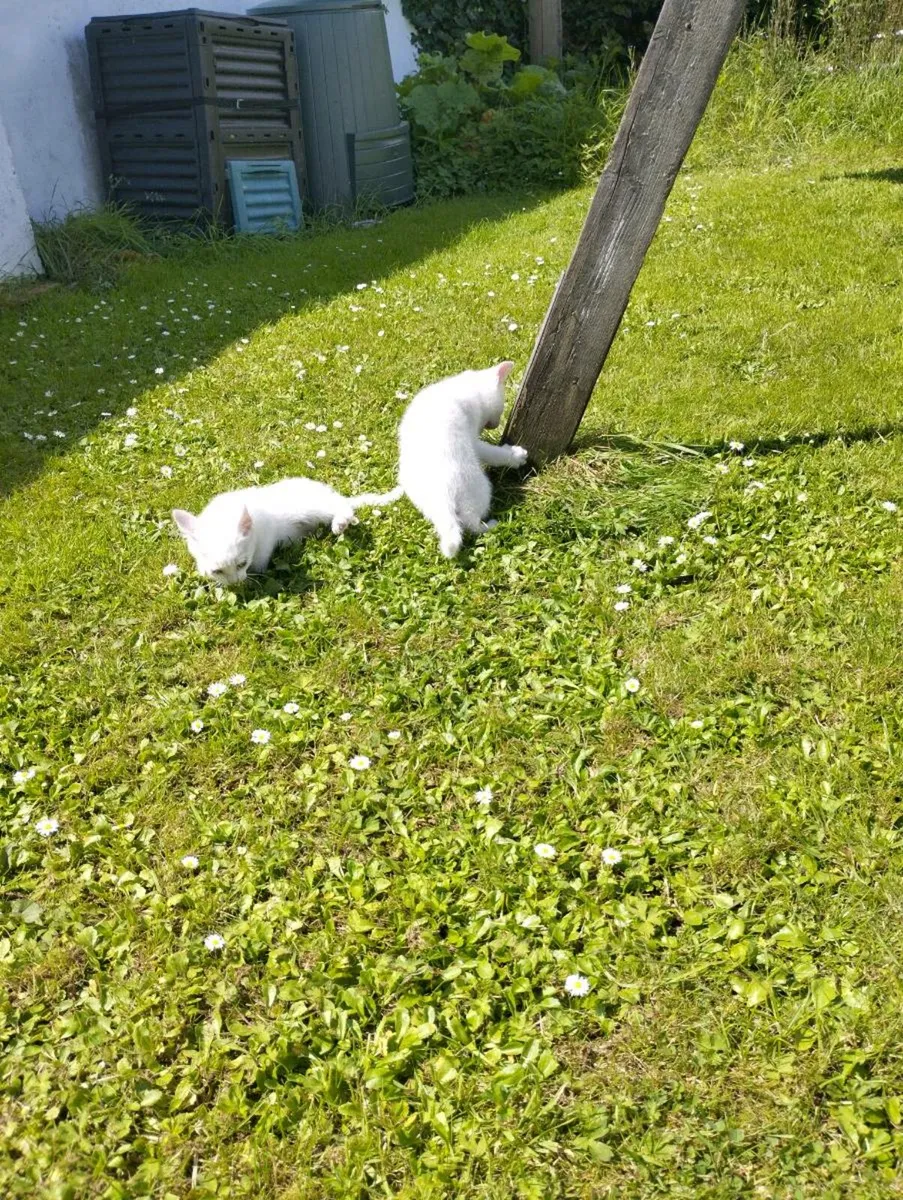 Two Kittens - Image 3