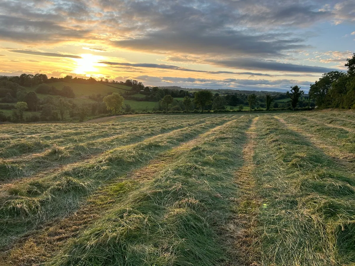 Organic Hay round and square bales - Image 2