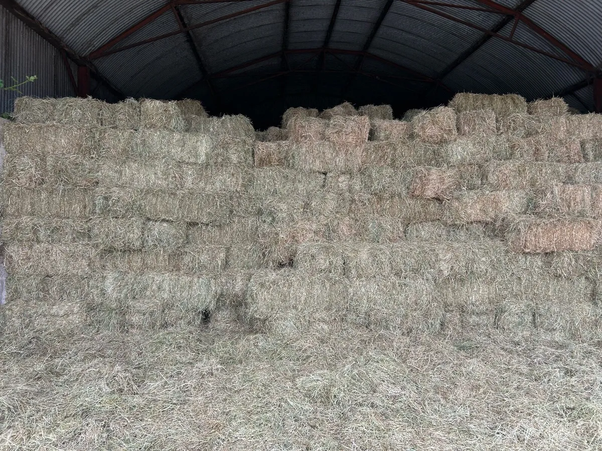 Organic Hay round and square bales - Image 1